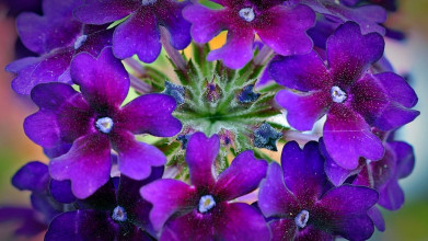 verbena